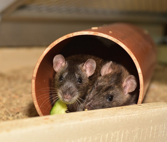 アパートでネズミが出たらどうする？賃貸の駆除費用の負担者や大家との分担についても紹介