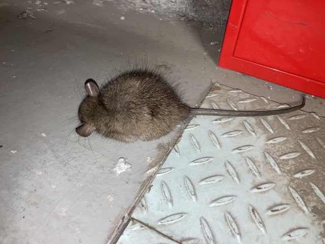 ネズミがかじるものとは？家の中で狙われやすい物一覧