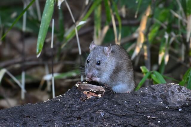ネズミが物をかじる3つの理由｜歯を削るための習性を解説