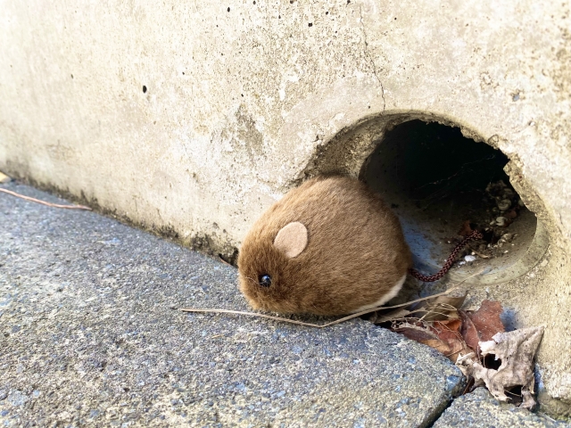 ネズミ被害を種類別に紹介!損害賠償に発展した怖い実例あり
