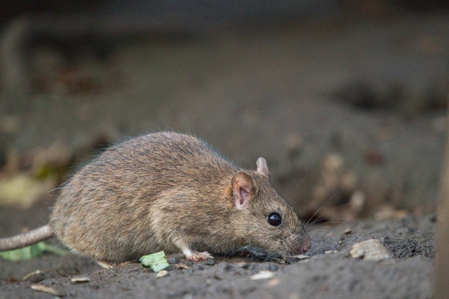 補足｜ネズミの種類の特徴を知って被害を予防しよう