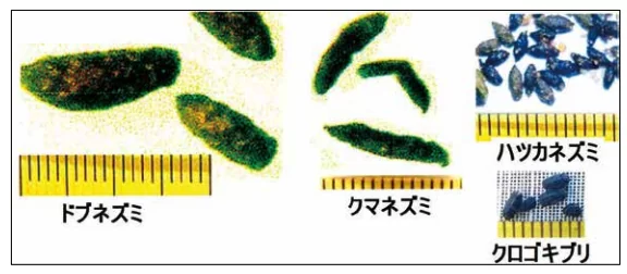 ネズミのフン(糞)の特徴と見分け方|種類別にサイズ・色・形状を比較