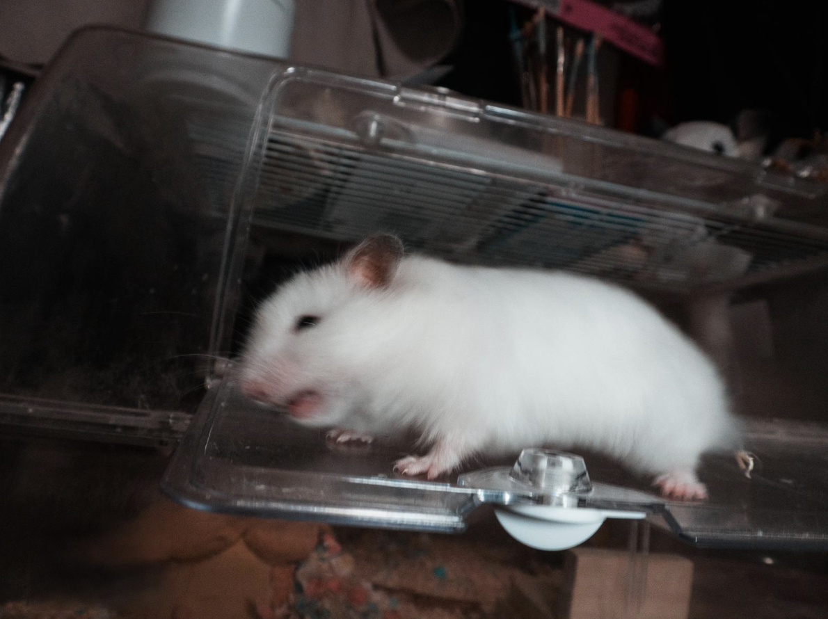 ネズミ