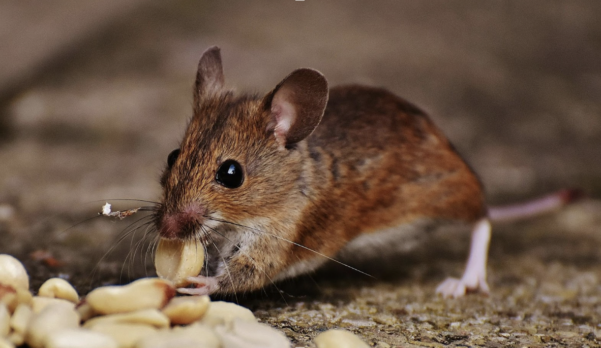 倉庫のネズミは駆除しても再発する？原因・対策・業者に依頼すべき理由を解説